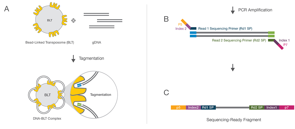 Illumina whole genome sequencing